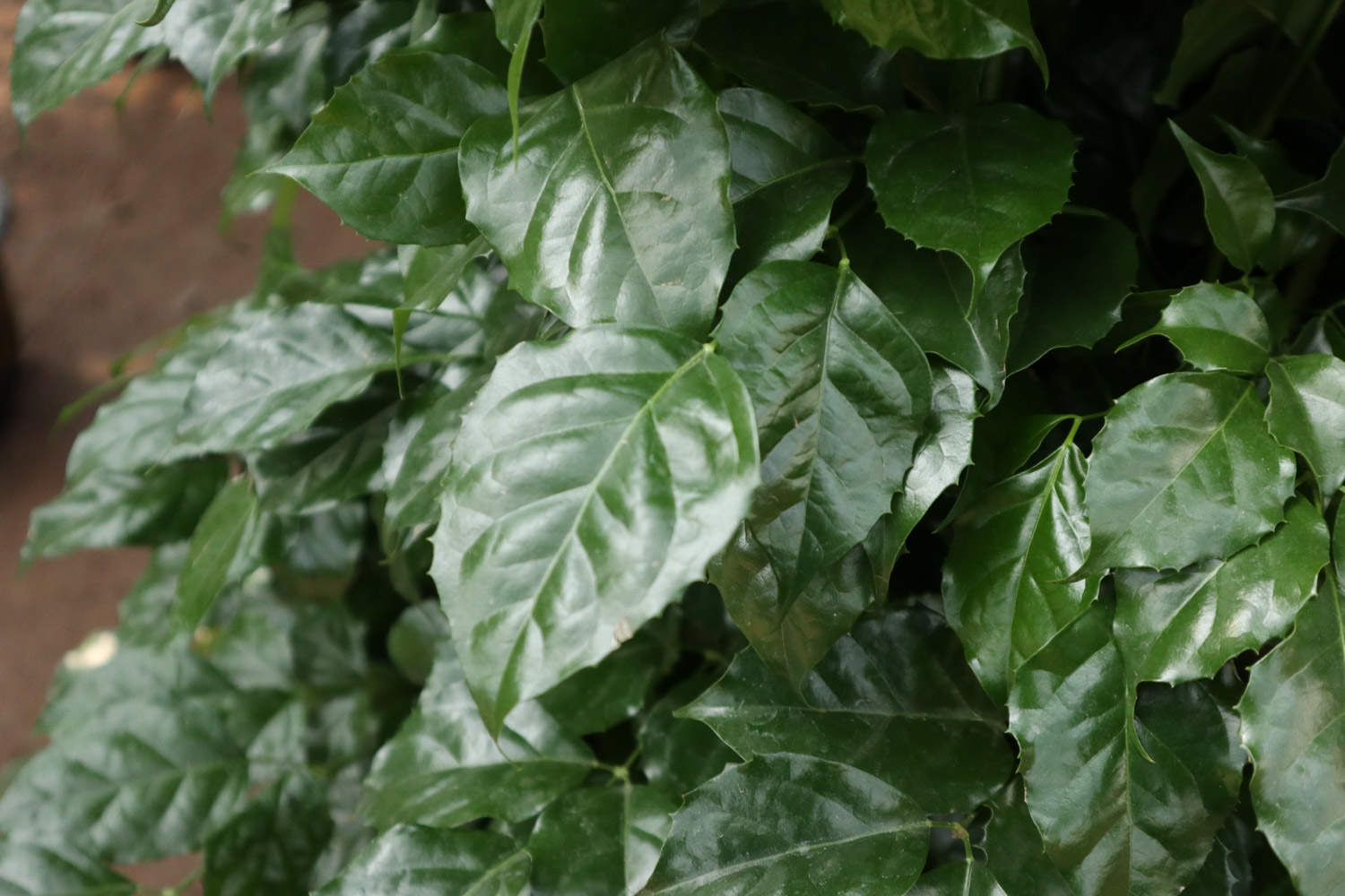 绿宝树的养殖方法和注意事项